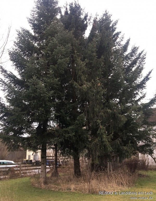 Baumbestand Wohngrundst�ck Unterdie�en